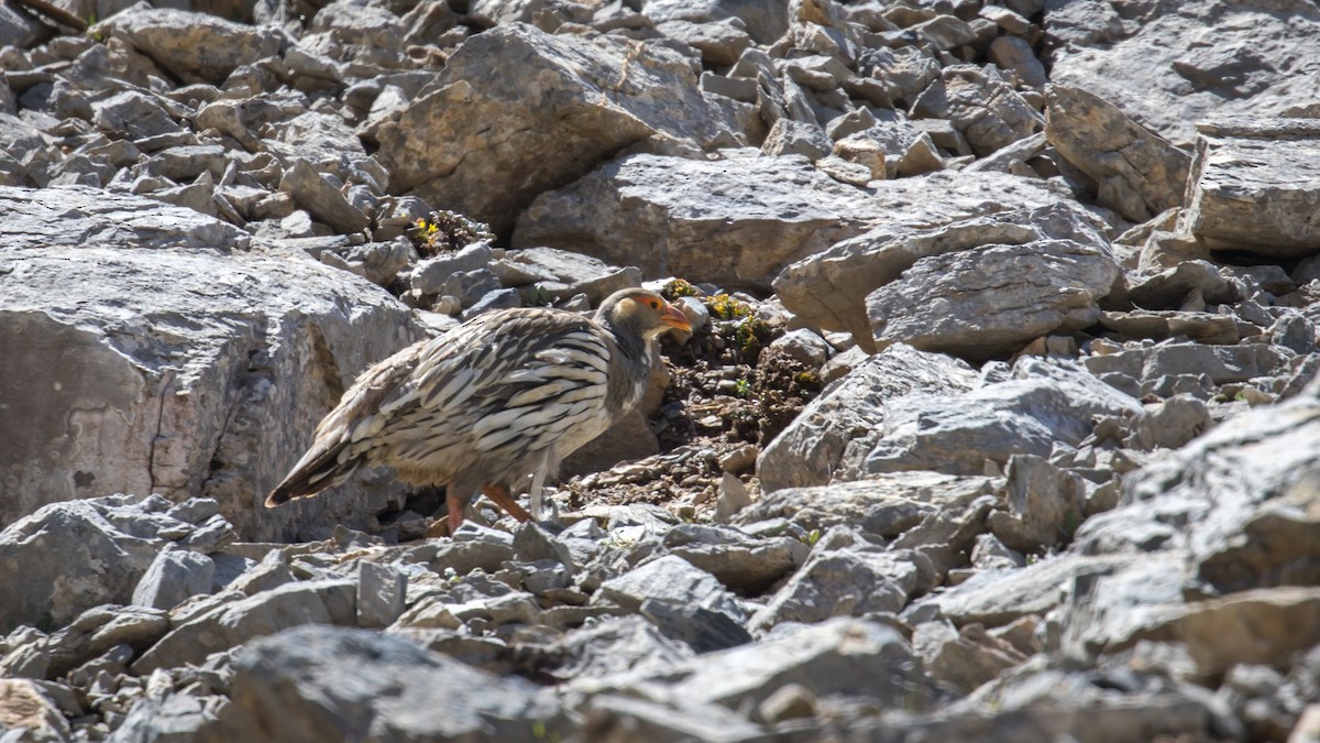 Tibetan Snowcock - ML604795711