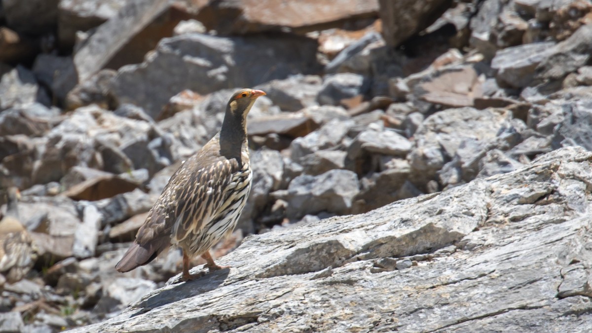 Tibetan Snowcock - ML604795731