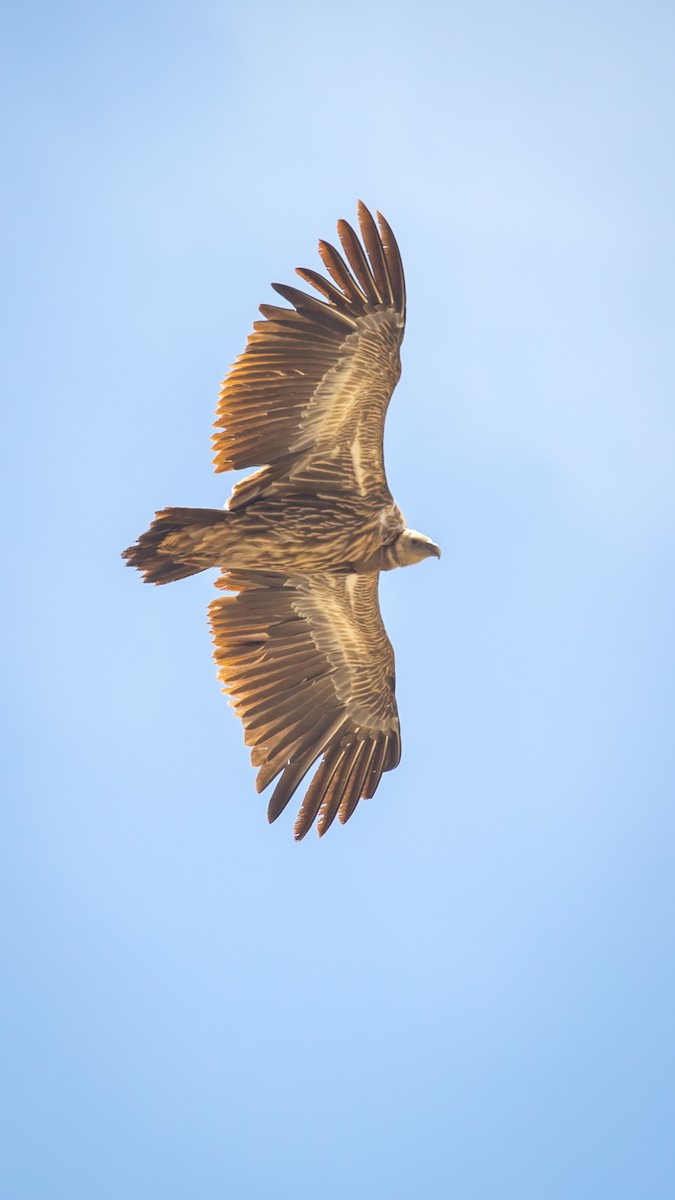 Himalayan Griffon - ML604795801