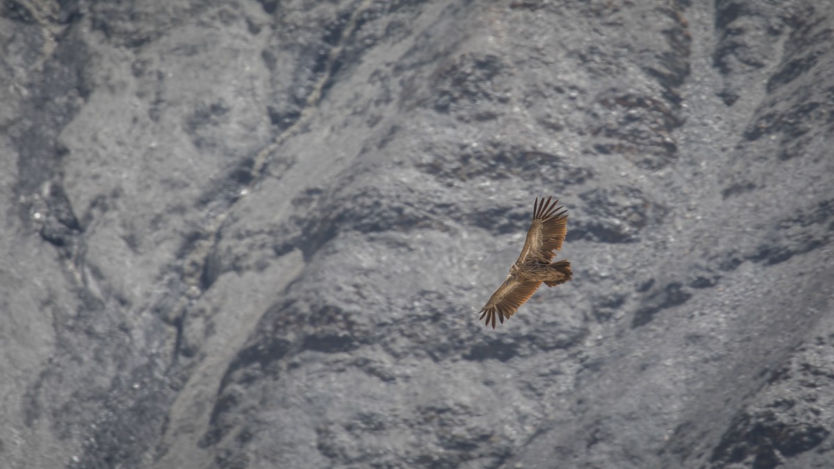 Himalayan Griffon - ML604795831