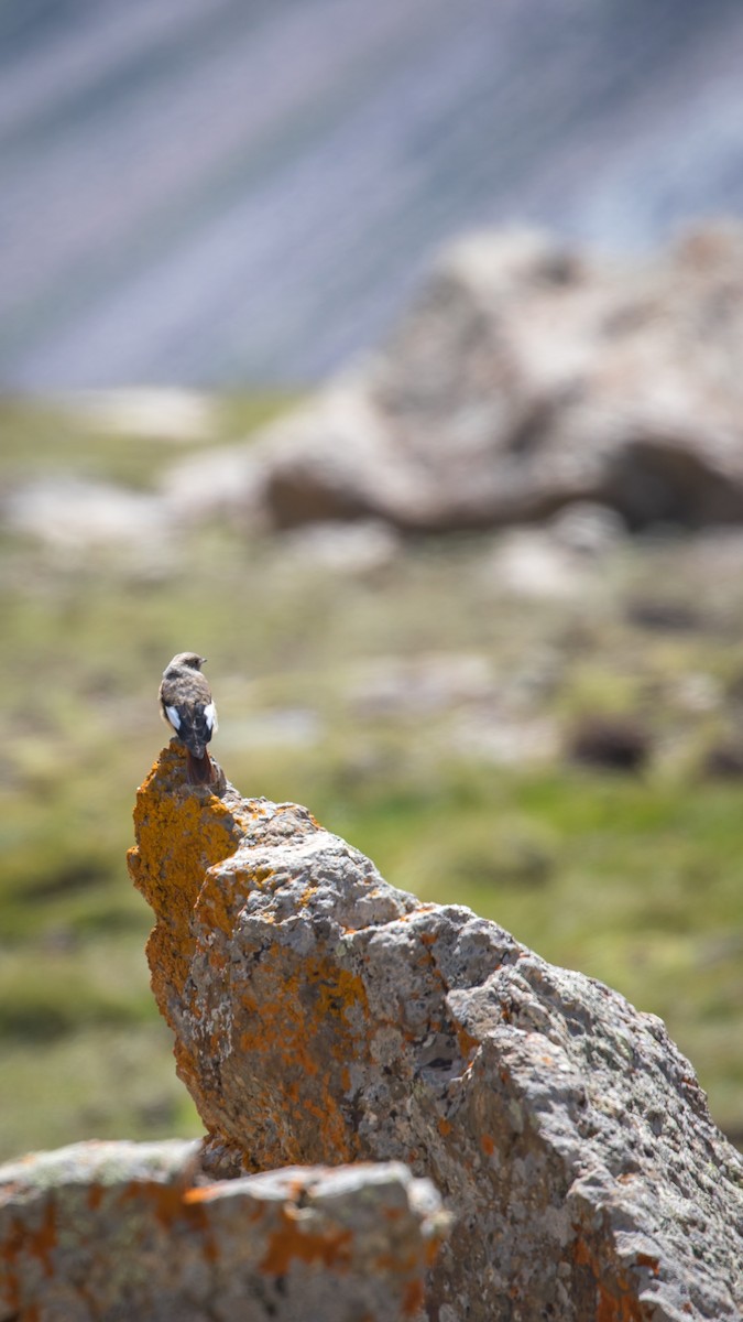 White-winged Redstart - ML604795911