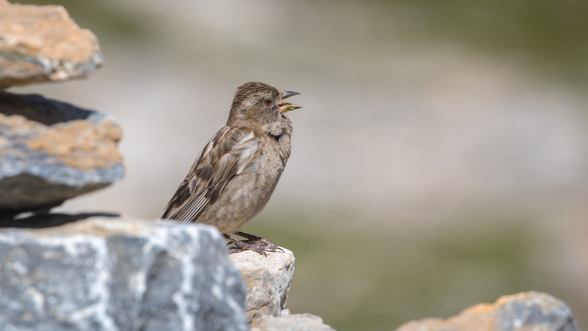 Plain Mountain Finch - ML604795921