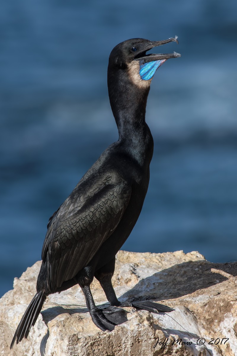 Brandt's Cormorant - ML60479671