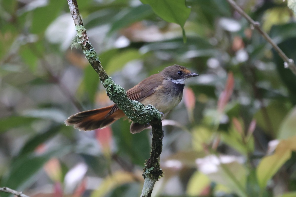 Sulawesi Fantail - ML604797181