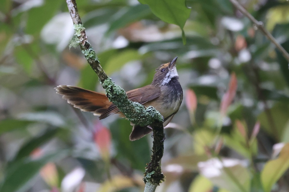 Sulawesi Fantail - ML604797191