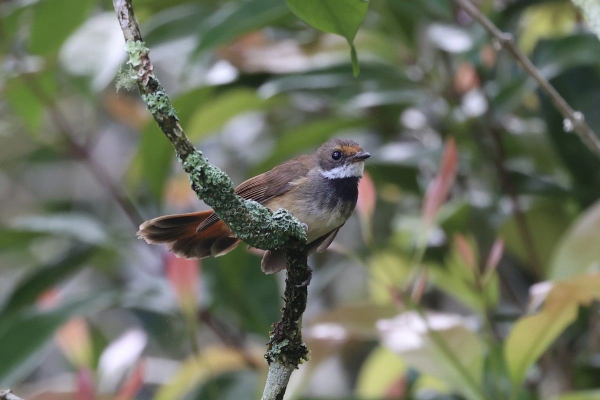 Sulawesi Fantail - Andrew William