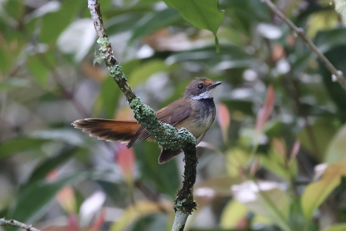 Sulawesi Fantail - ML604797211