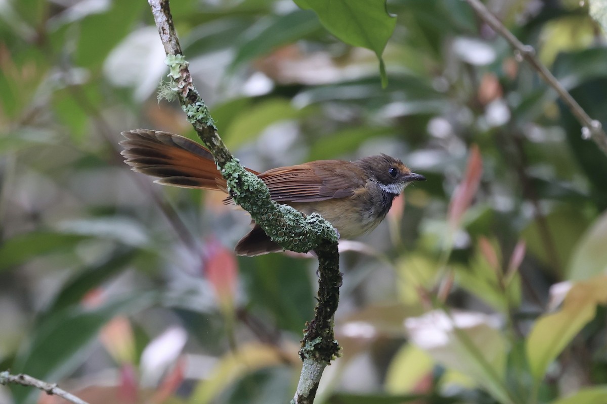 Sulawesi Fantail - ML604797231