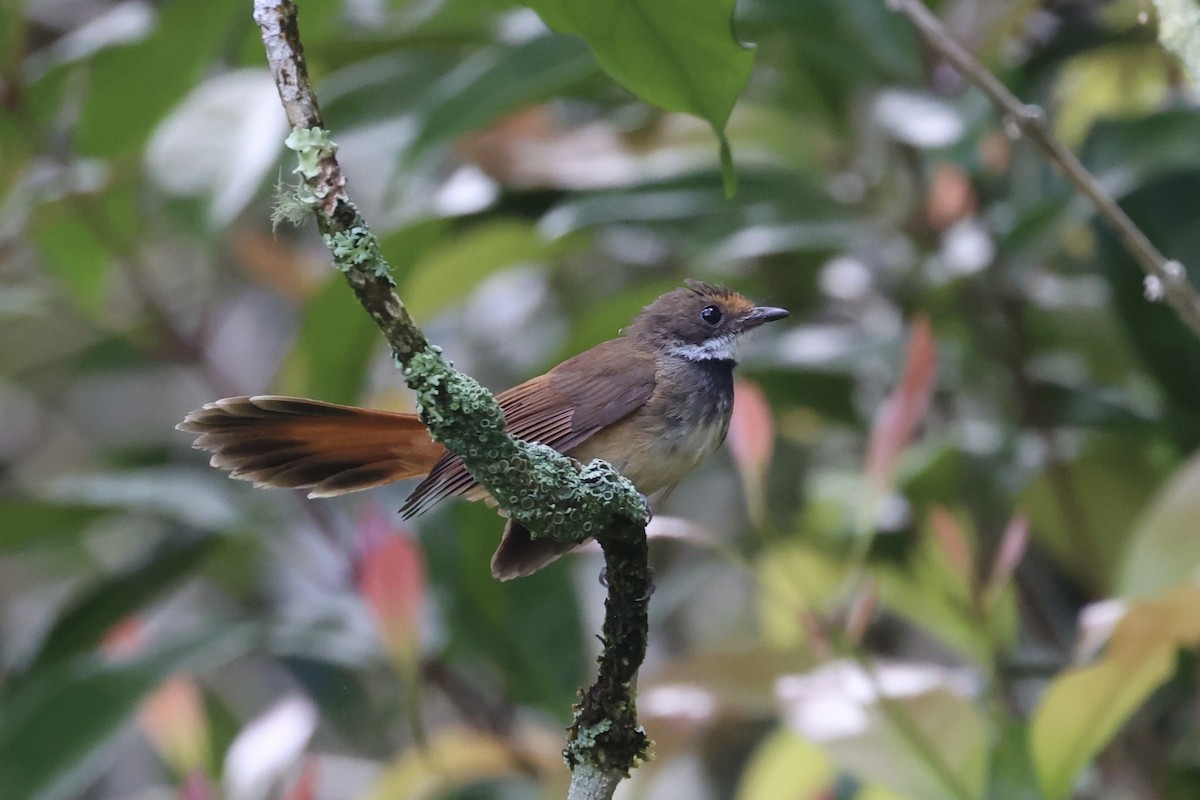 Sulawesi Fantail - Andrew William