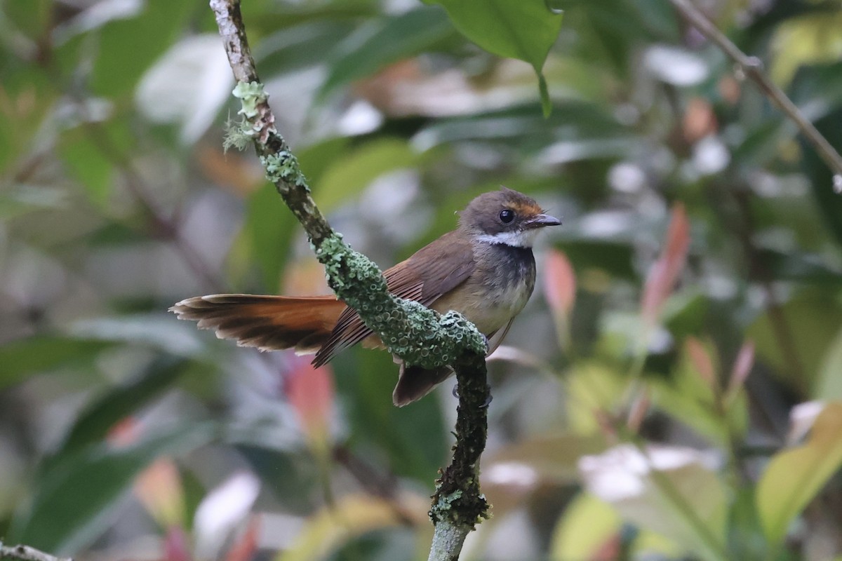 Sulawesi Fantail - ML604797251