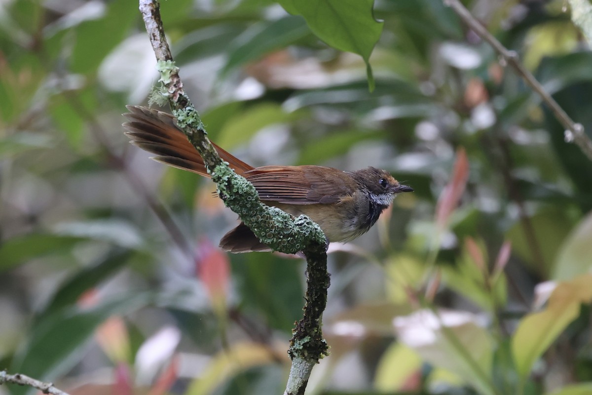 Sulawesi Fantail - ML604797261