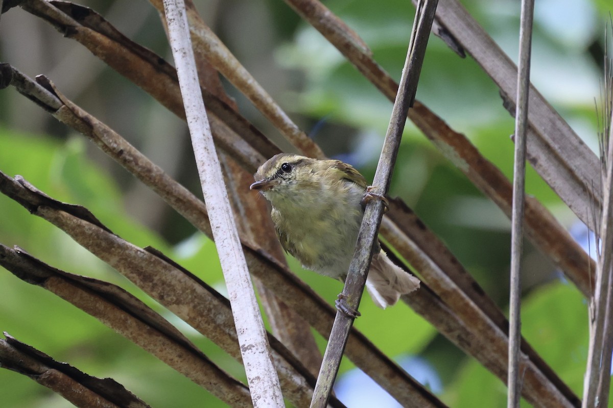 Lompobattang Leaf Warbler - Andrew William