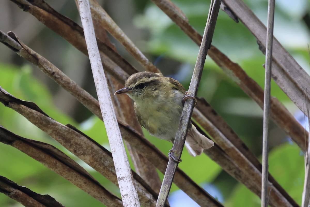 Lompobattang Leaf Warbler - ML604797491