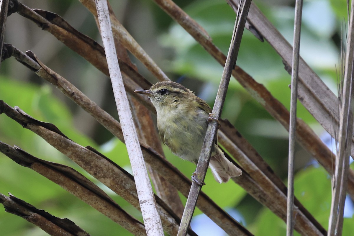 Lompobattang Leaf Warbler - Andrew William