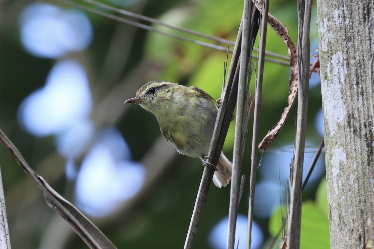 Lompobattang Leaf Warbler - Andrew William