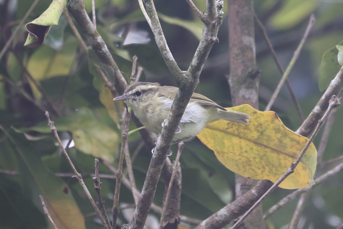 Lompobattang Leaf Warbler - ML604797551