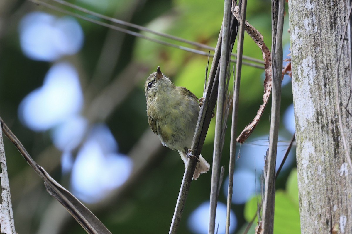 Lompobattang Leaf Warbler - Andrew William