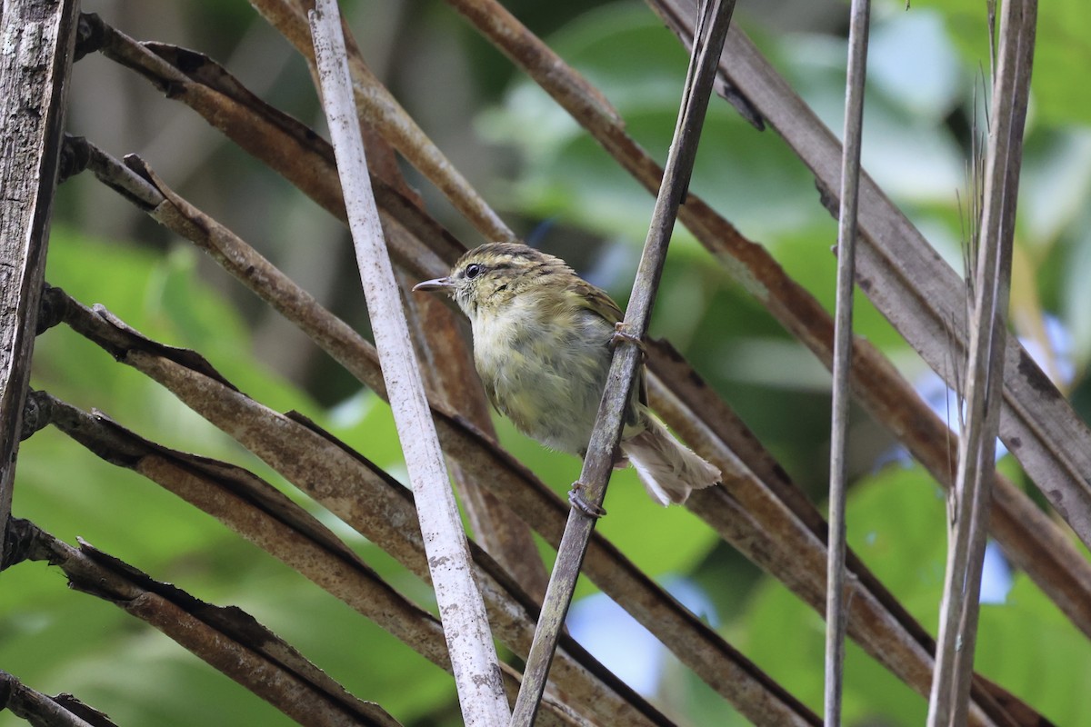 Lompobattang Leaf Warbler - Andrew William