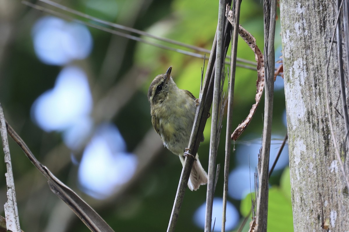 Lompobattang Leaf Warbler - Andrew William