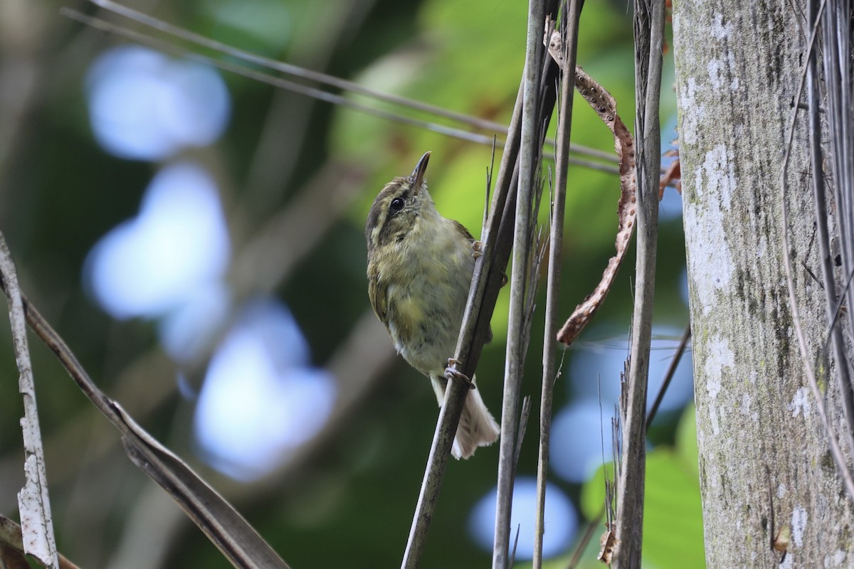 Lompobattang Leaf Warbler - Andrew William