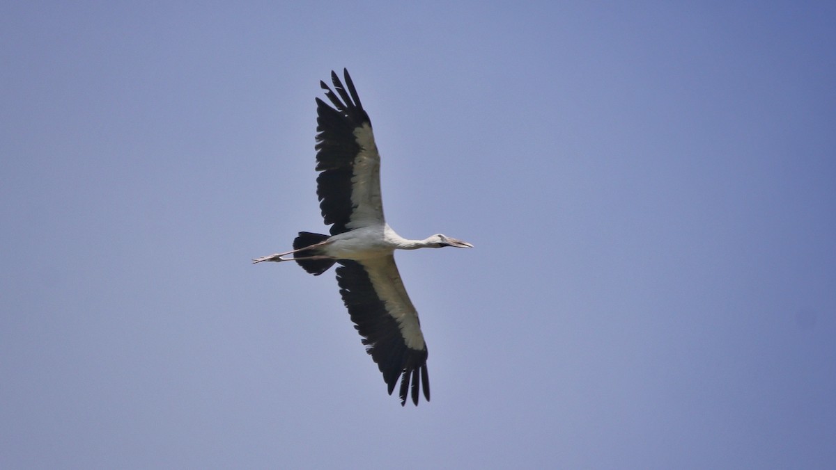 Asian Openbill - ML604798321