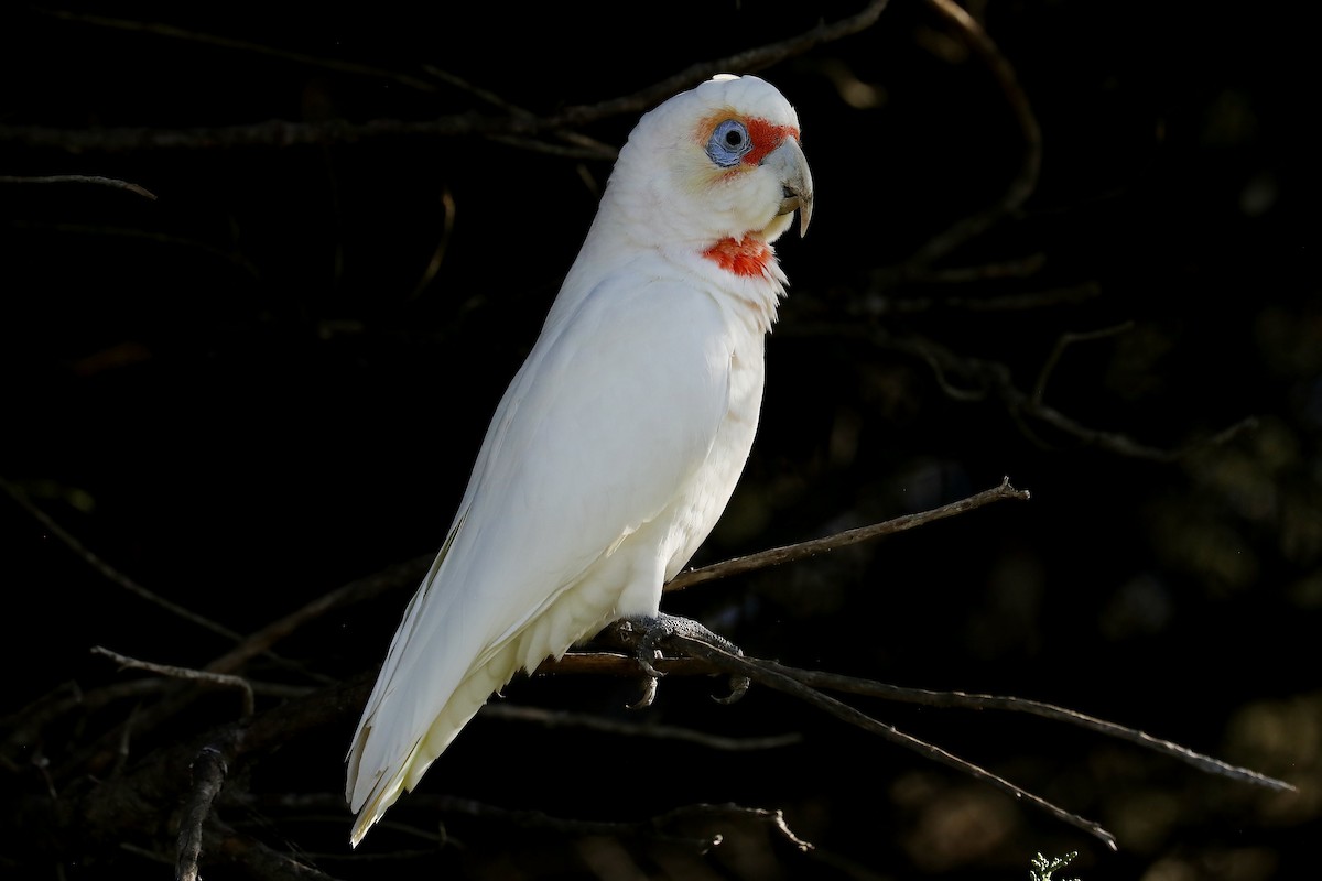 Long-billed Corella - ML604798821