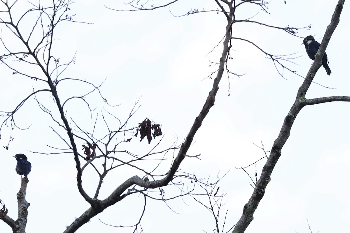 Sulawesi Myna - Andrew William