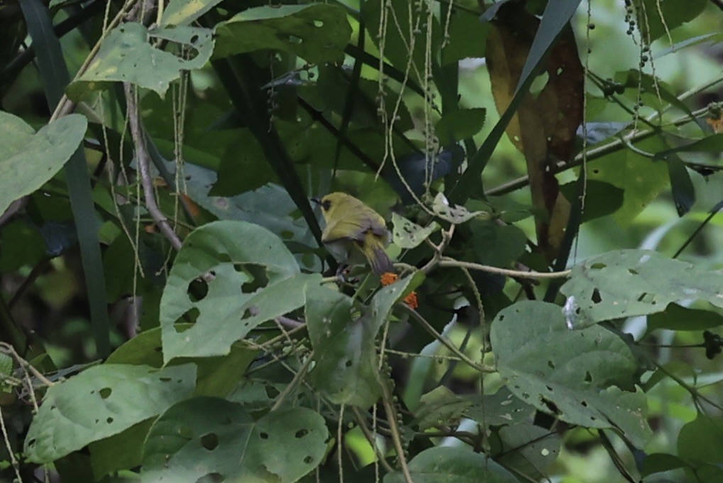 Black-ringed White-eye - ML604799101