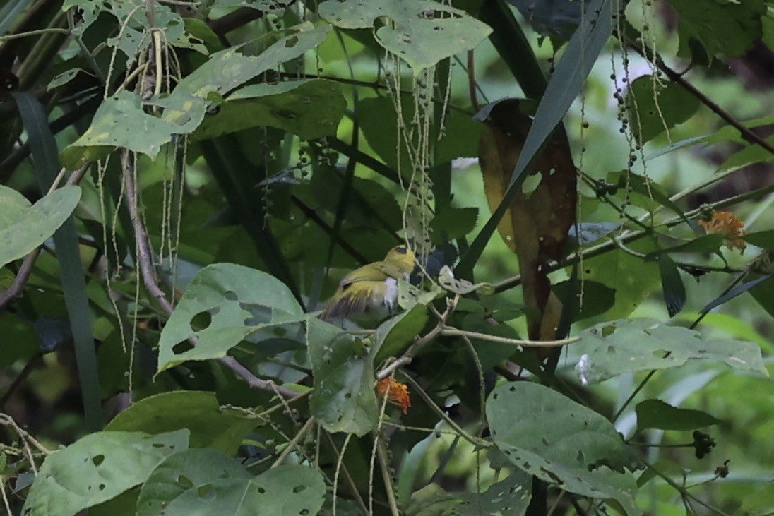 Black-ringed White-eye - ML604799111