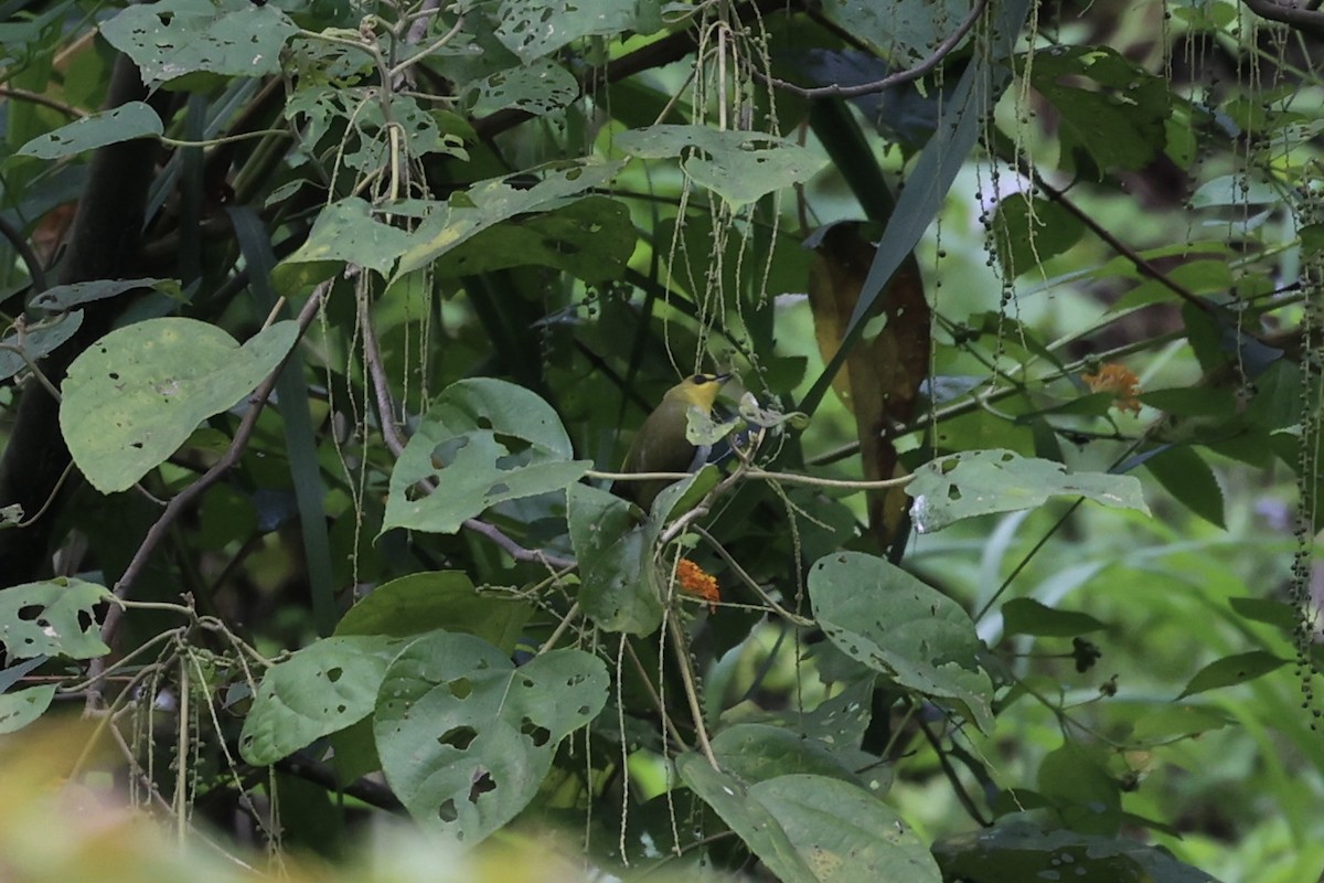 Black-ringed White-eye - ML604799121