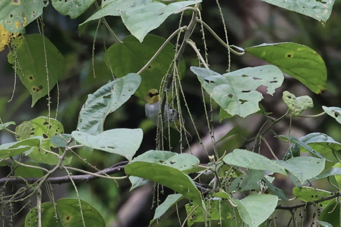 Black-ringed White-eye - ML604799131