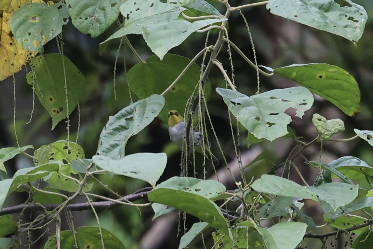 Black-ringed White-eye - ML604799141