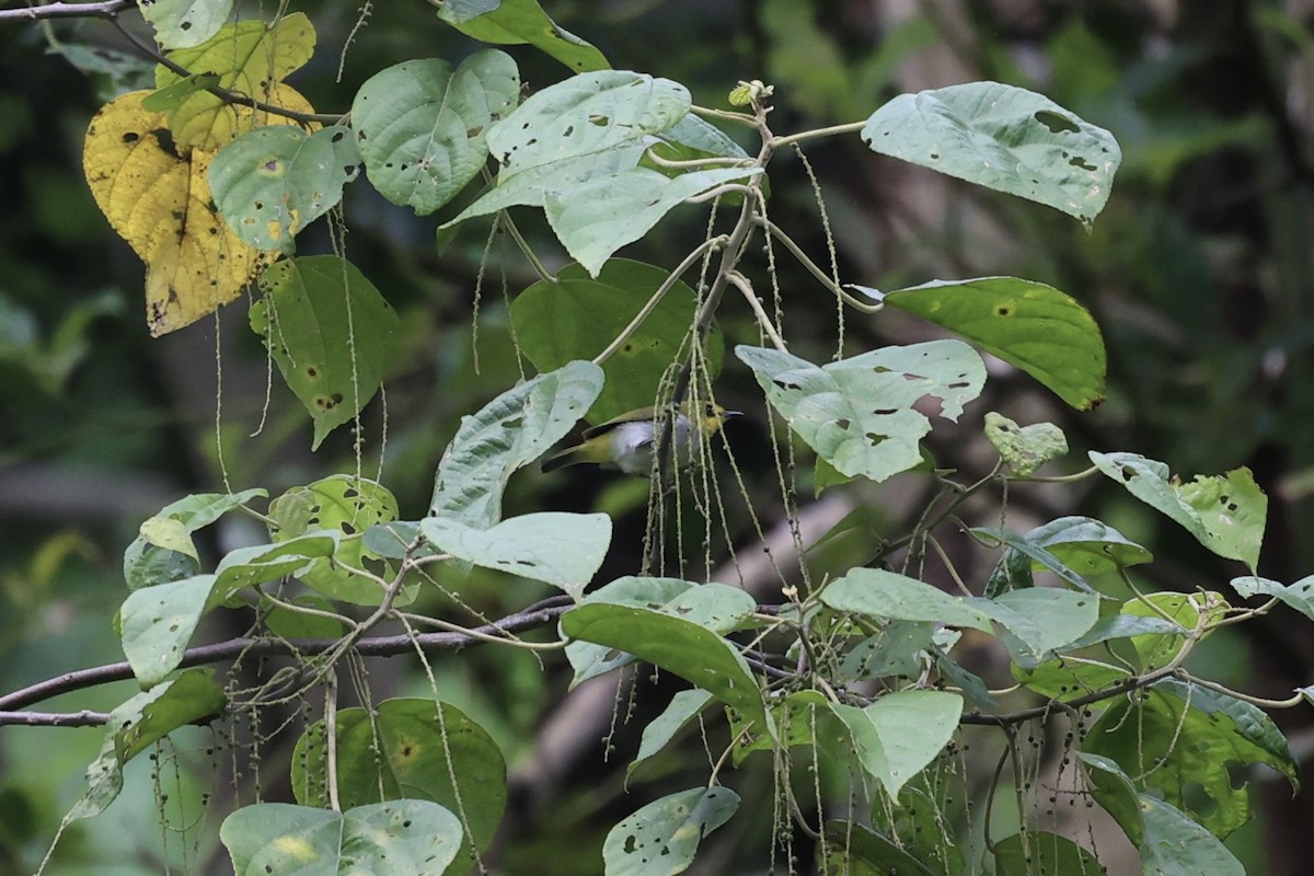 Black-ringed White-eye - ML604799151