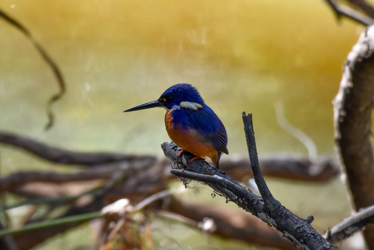 Azure Kingfisher - ML604800051