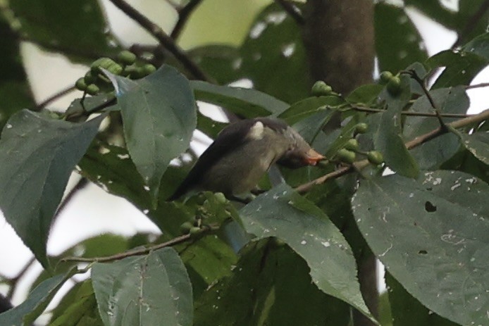 Crimson-crowned Flowerpecker - ML604800341