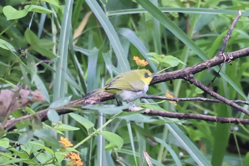 Black-ringed White-eye - ML604800381