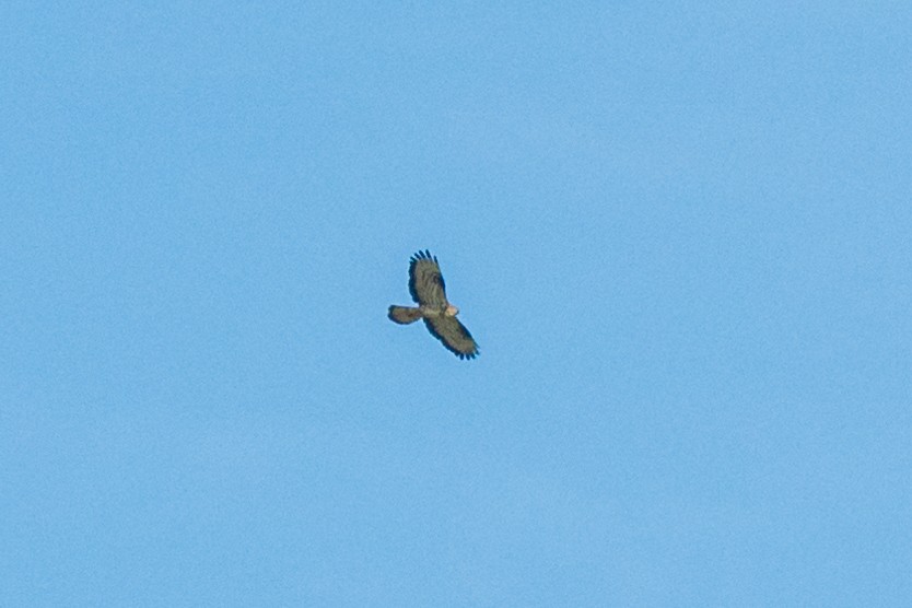 Falco pecchiaiolo - ML604801821