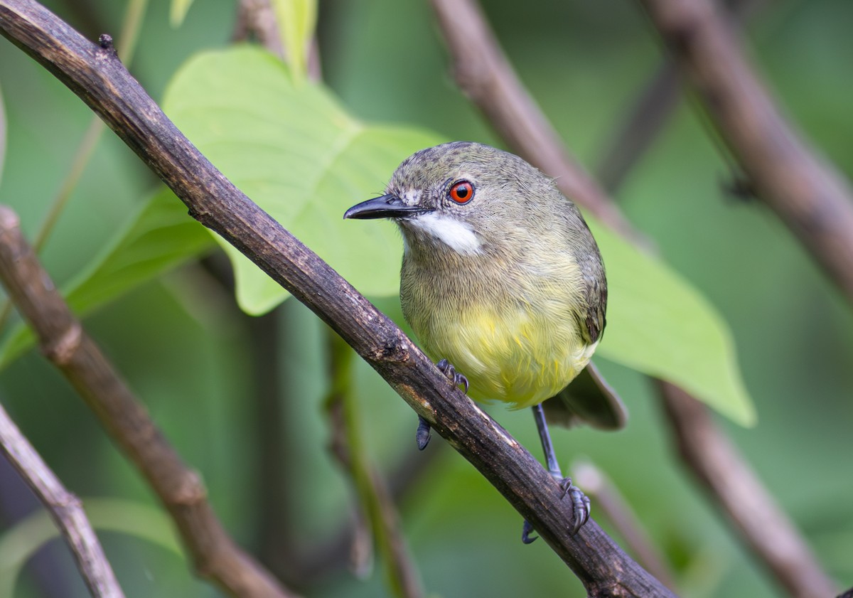 Fairy Gerygone - Pedro Nicolau