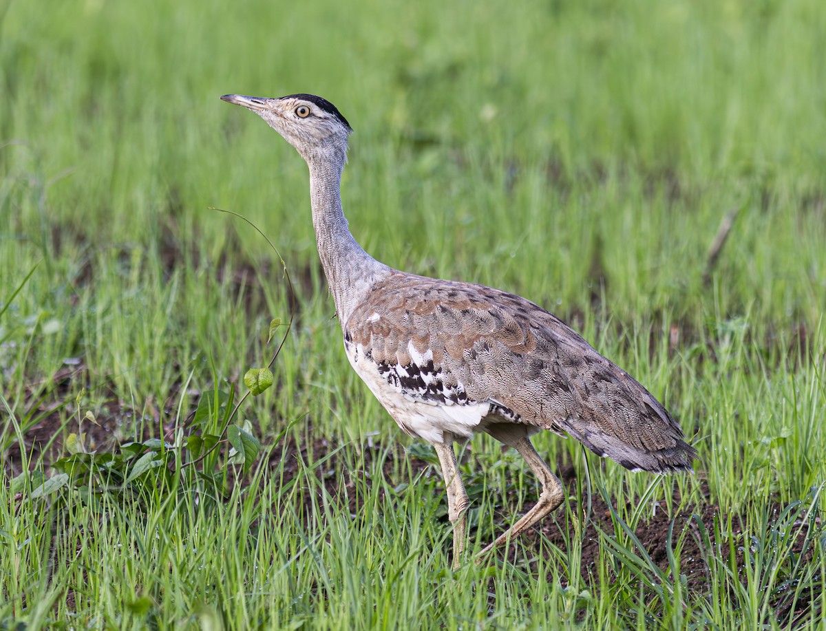 Australian Bustard - ML604802821