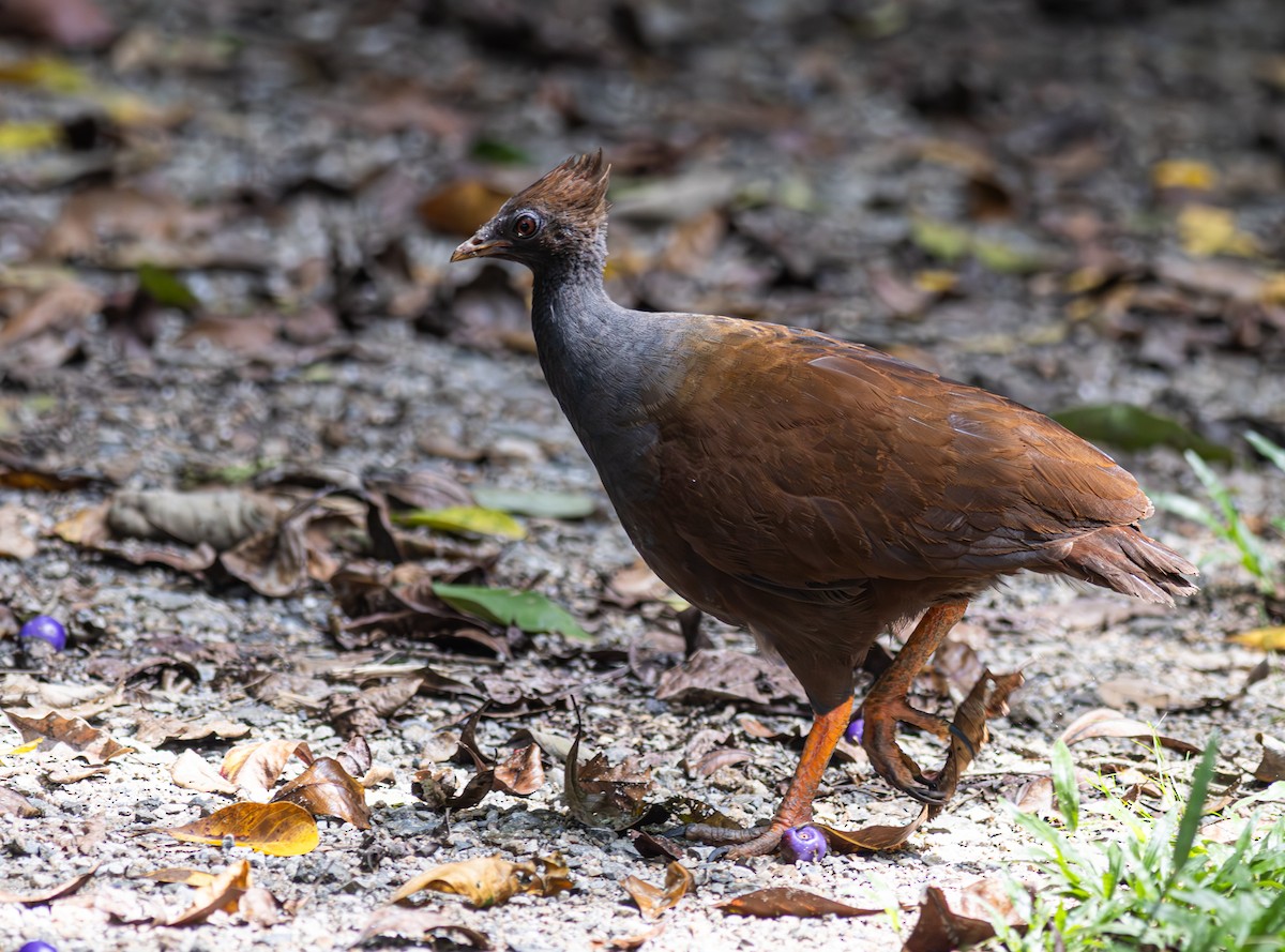 Orange-footed Megapode - ML604804001