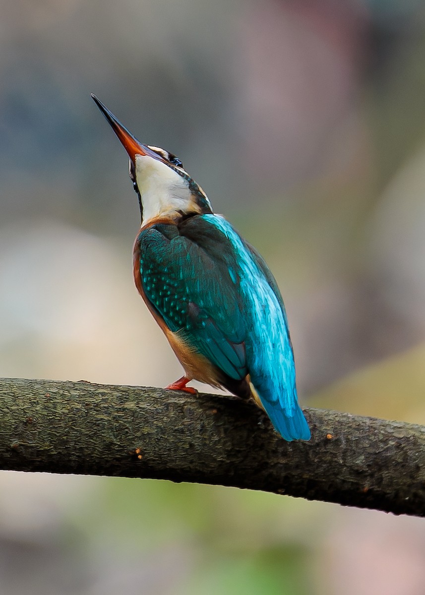 Common Kingfisher - ML604804371