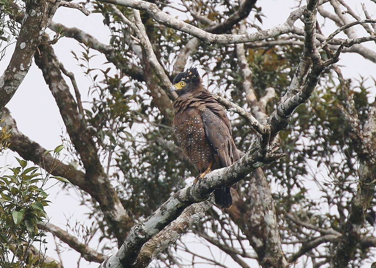 Crested Serpent-Eagle - ML604804601