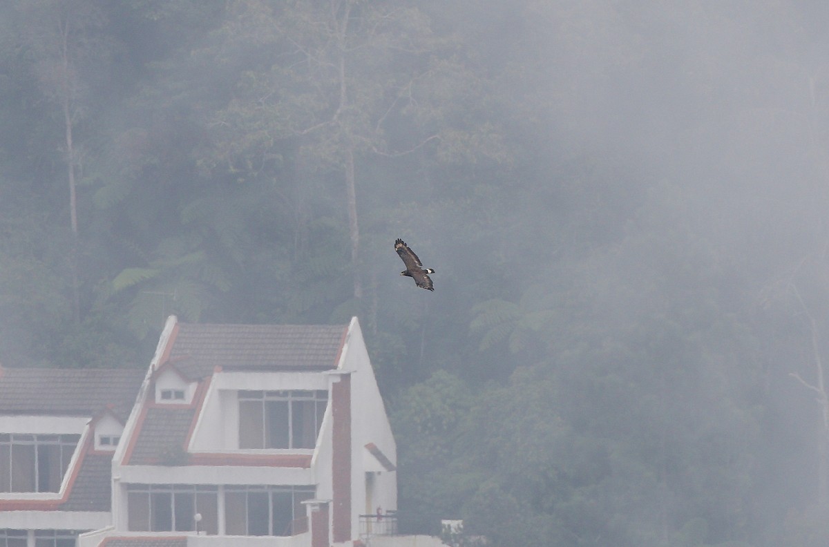 Crested Serpent-Eagle - ML604804611