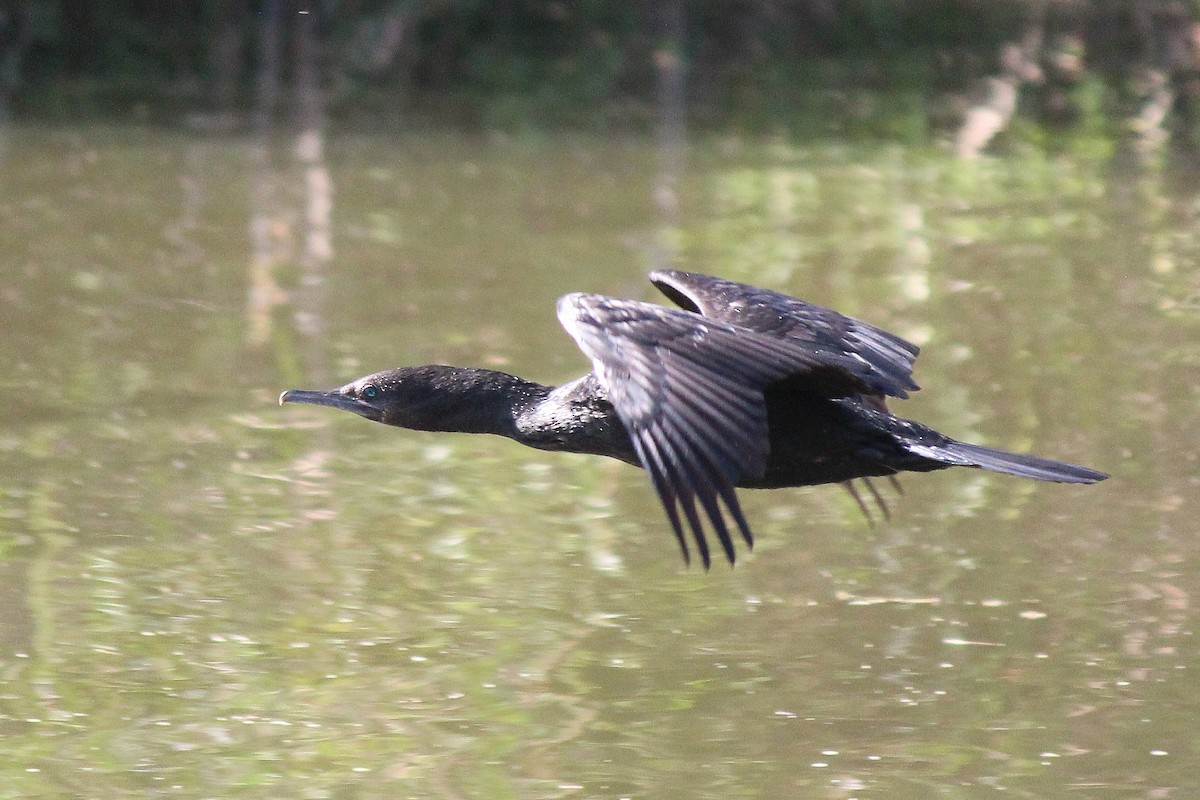 Little Black Cormorant - ML604805271