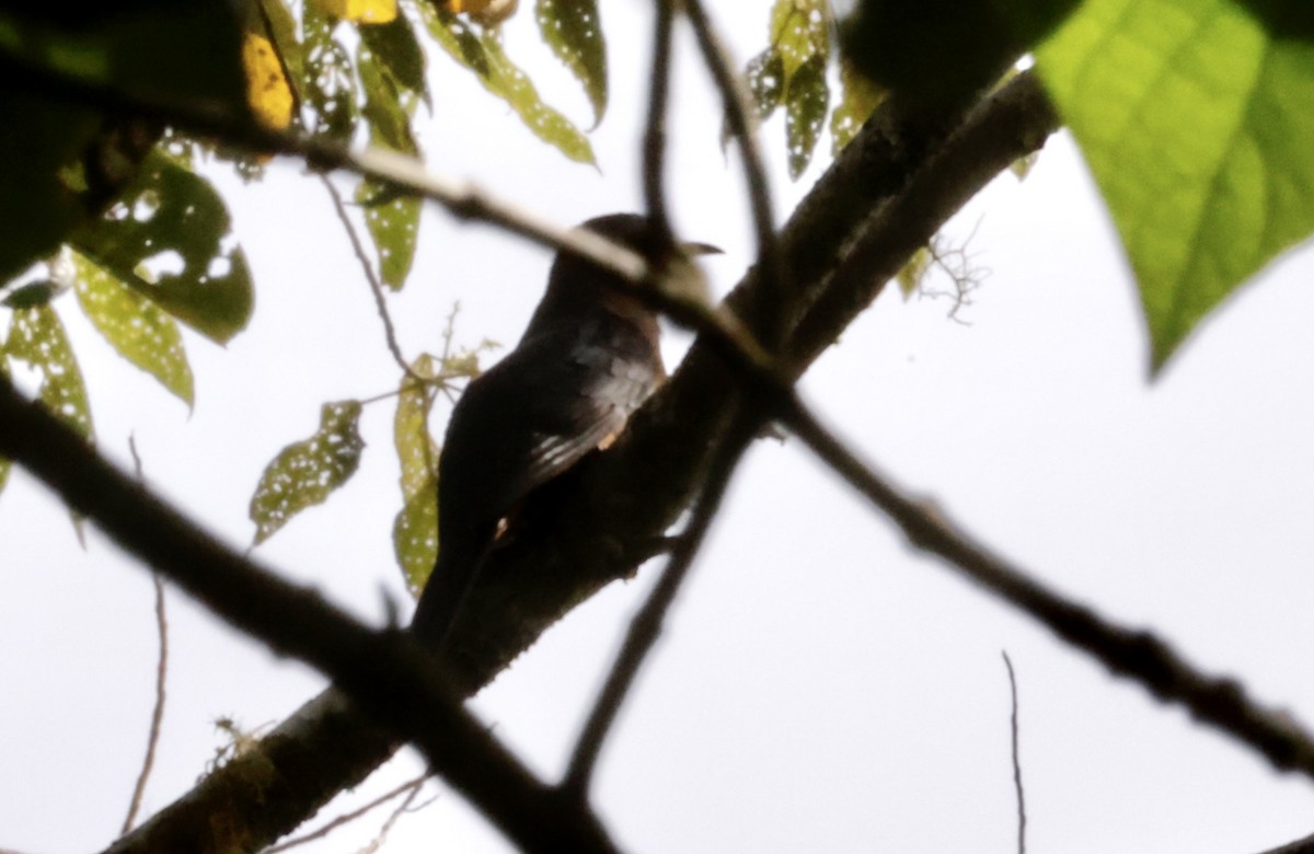 Brush Cuckoo (Sulawesi) - ML604805421