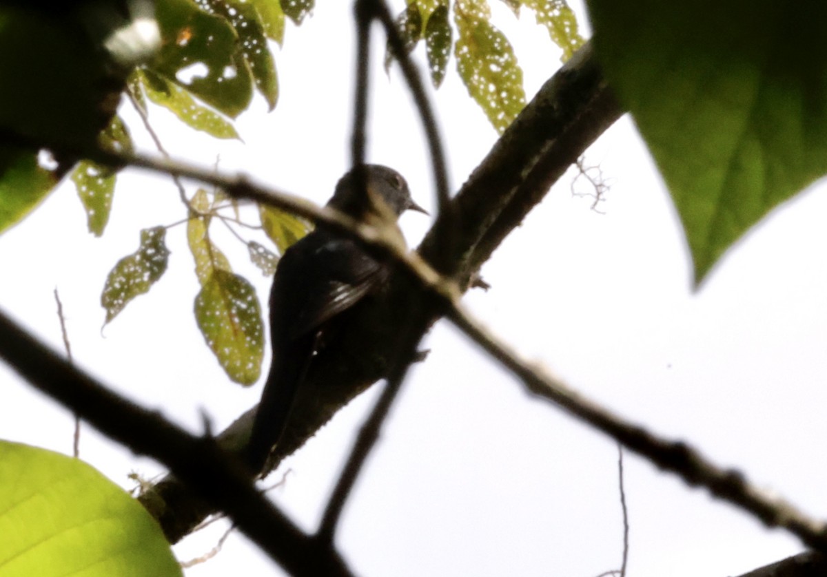 Brush Cuckoo (Sulawesi) - ML604805441