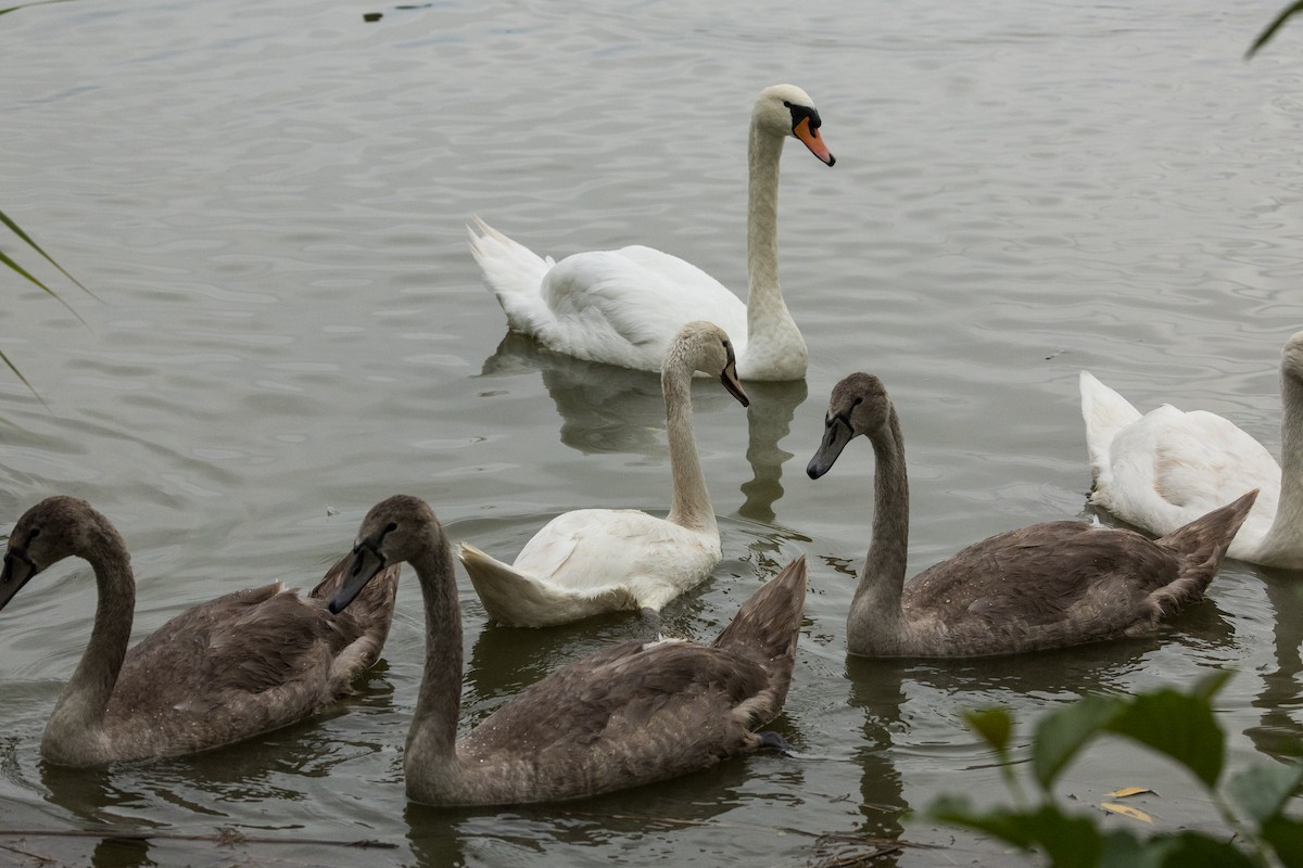 Mute Swan - Stephen Wittkamp