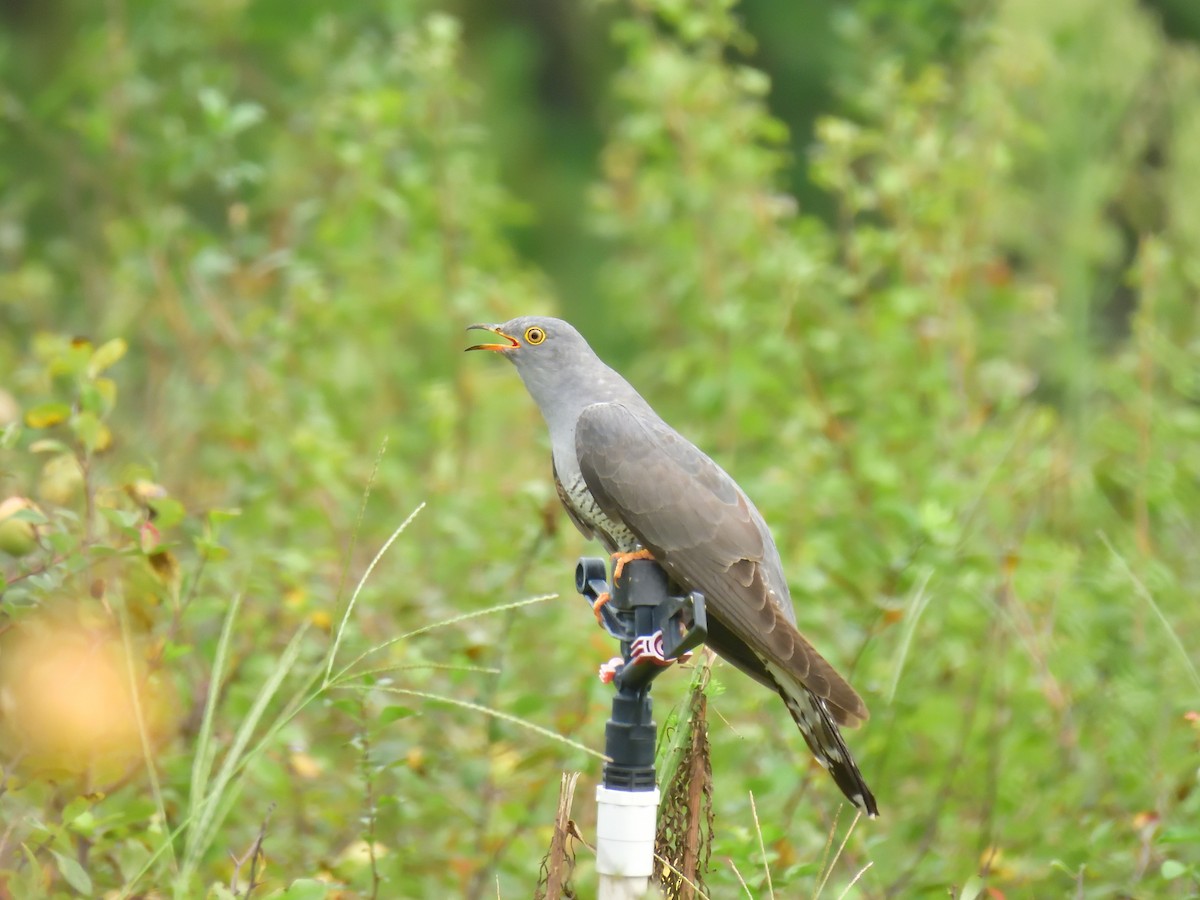 Common Cuckoo - ML604806801