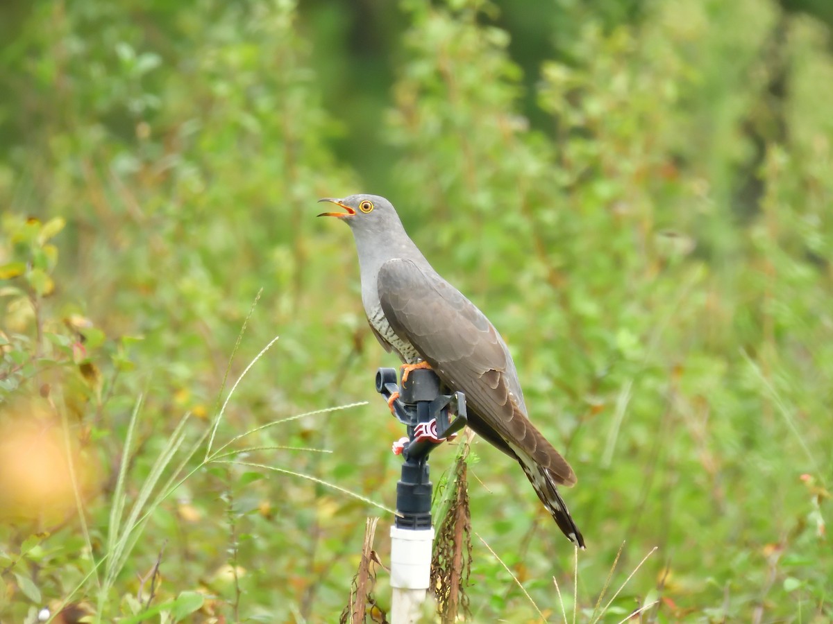 Common Cuckoo - ML604806821