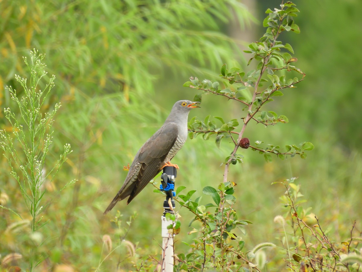 Common Cuckoo - ML604806841